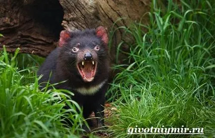 Tasmanian animale Devil