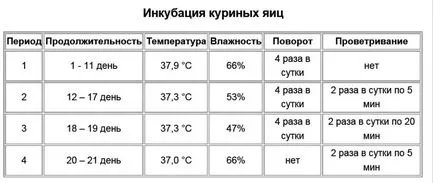 Температурата в инкубатора за режим на кокоши яйца и условия