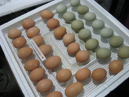 Температурата в инкубатора за режим на кокоши яйца и условия