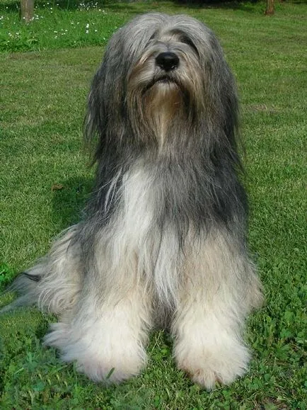 tibeti Terrier