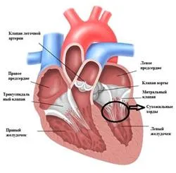 Tricuspid структура клапан и назначаването на