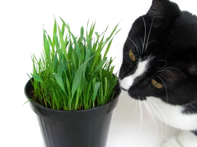 Grass macskáknak