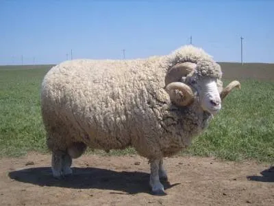 Finom gyapjú juhfajtához - Sheep - állattenyésztés - Könyvtár - családi gazdaság