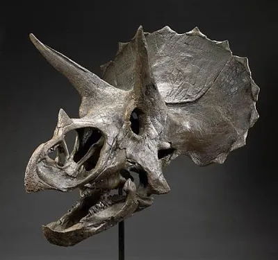 Triceratops - Triceratops, Triceratops dinozaur imagini fotografie Triceratops, dinozaur schelet,