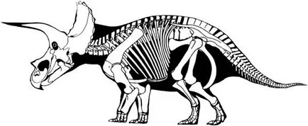 Triceratops, Triceratops totul, despre Triceratops, Triceratops dinozauri, Triceratops Șopârlă, toate