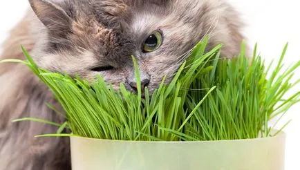 Grass macskák, néhány macska, mint a fű, kihajt, mint amit növény