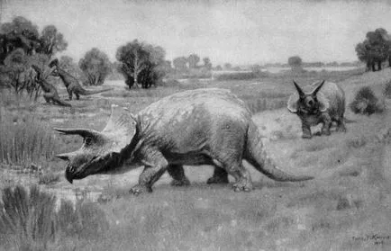 Triceratops - Triceratops, Triceratops dinozaur imagini fotografie Triceratops, dinozaur schelet,