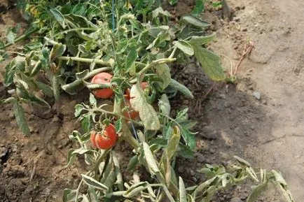 Tomate Jadwiga f1 - caracteristicile și avantajele soiurilor