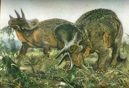 Triceratops - Triceratops, Triceratops dinozaur imagini fotografie Triceratops, dinozaur schelet,