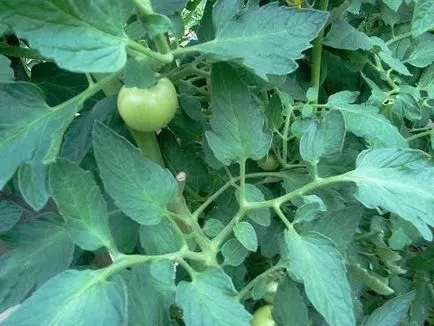 Trichopolum (metronidazol) pentru tomate și castraveți