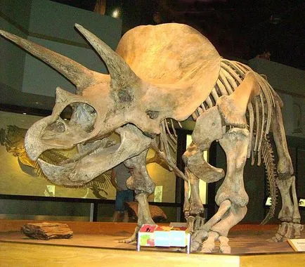 Triceratops - Triceratops, Triceratops dinozaur imagini fotografie Triceratops, dinozaur schelet,