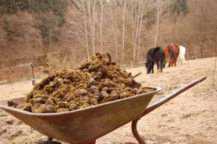 Paradicsom műtrágya ültetés is, hogyan lehet