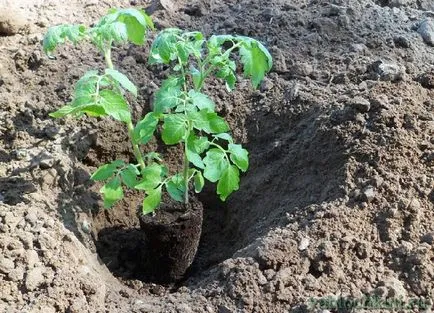 Paradicsom műtrágya ültetés is, hogyan lehet