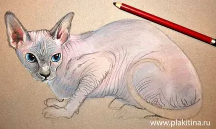 Lecția pastel desen - o Sphynx pisica rasa, Lecții de desen pastel, pastel lecție