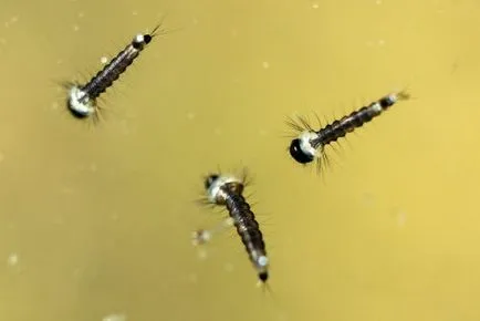 Унищожаването на ларвите на комарите основните методи за борба