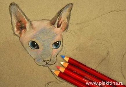 Lecția pastel desen - o Sphynx pisica rasa, Lecții de desen pastel, pastel lecție