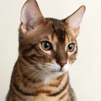 Aflați mai multe despre toate pisicile, blog feline despre pisici, roci lor și tot în legătură cu acestea