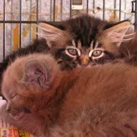 Aflați mai multe despre toate pisicile, blog feline despre pisici, roci lor și tot în legătură cu acestea