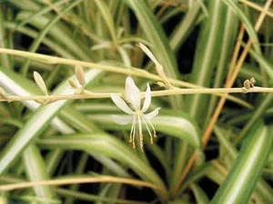 Грижи у дома Chlorophytum презасаждане и заболяване (снимки и видео)