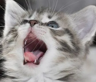 Грижи и хранене по време на периода, когато котенцата се променят зъби (най-важна)