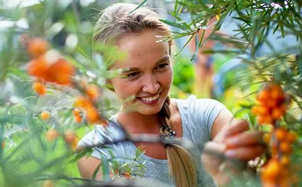 Buckthorn jam receptek kimagozott és főzés nélkül