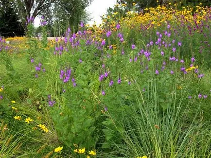 plantare Verbena și de îngrijire, compozițiile foto pe strat de flori