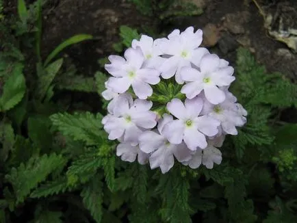 Verbena засаждане, култивиране и поддръжка