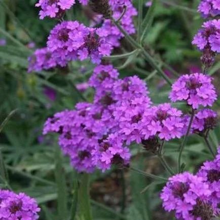 Verbena засаждане и грижи, фото композиции в цветната леха