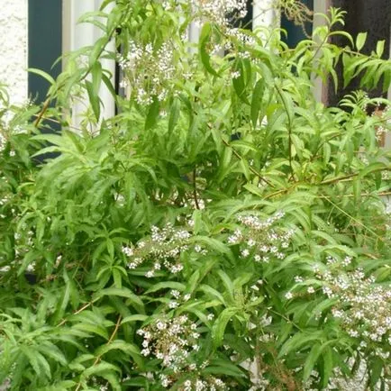 plantare Verbena și de îngrijire, compozițiile foto pe strat de flori