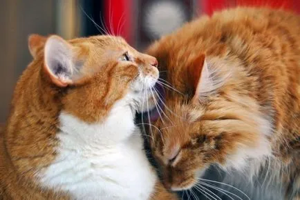 Tipuri de pisici tunsoare - care sunt tunsori tunsoare pisici pisici modele