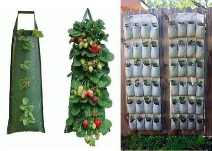 Отглеждане на ягоди в торби технологии в почвата, в оранжерия