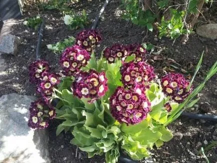 Cultivarea Primrose in gradina ta de flori