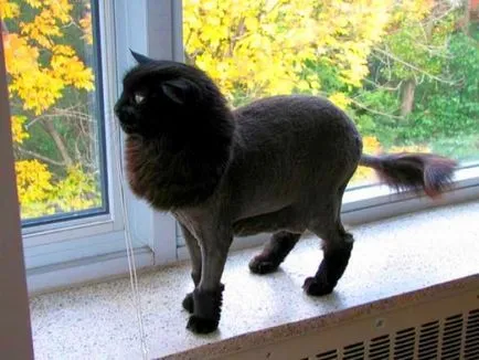 Tipuri de pisici tunsoare - care sunt tunsori tunsoare pisici pisici modele