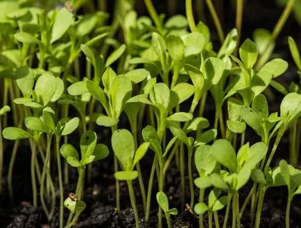 Cultivarea Aster destinație specială, îngrijire și control al bolilor