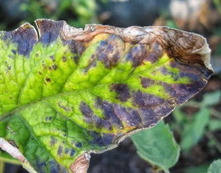 Termesztés aster különösen leszállás, gondossággal és betegségek elleni védekezés