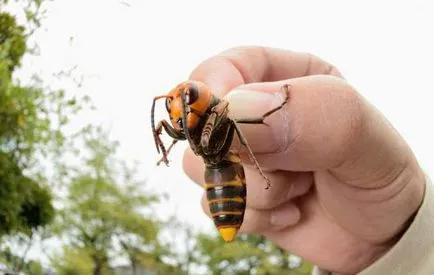 Tudod, mit álmodik Hornet