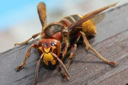 Tudod, mit álmodik Hornet