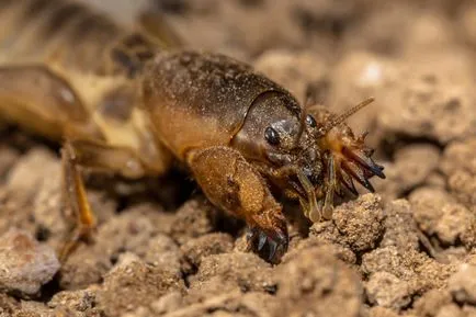 Daunatori descriere cartofi și tratament, wireworms cum să scape, Colorado Gândacul de cartofi și alte