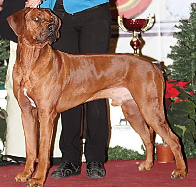 Vserumynskaya Dog Show 