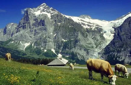 Toate vacanță în Grindelwald comentarii, sfaturi, ghid