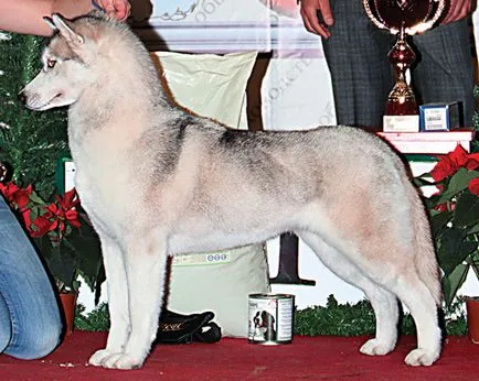 Vserumynskaya Dog Show 