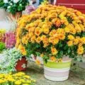 grădină Chrysanthemum, plantare perene și de îngrijire, fotografie în design peisagistic