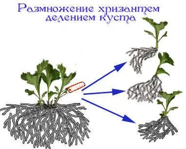 grădină Chrysanthemum, plantare perene și de îngrijire, fotografie în design peisagistic