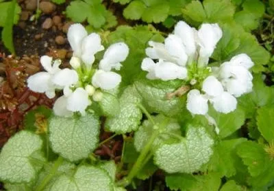 Lamium album