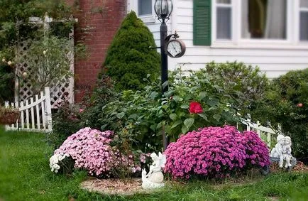 grădină Chrysanthemum, plantare perene și de îngrijire, fotografie în design peisagistic