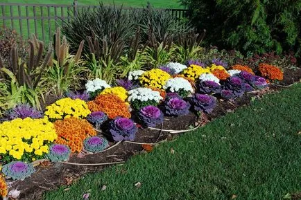 grădină Chrysanthemum, plantare perene și de îngrijire, fotografie în design peisagistic