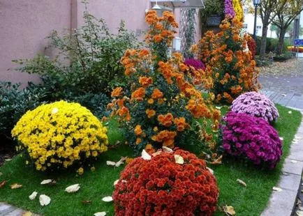 grădină Chrysanthemum, plantare perene și de îngrijire, fotografie în design peisagistic