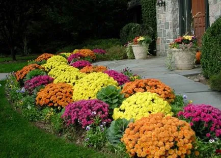 grădină Chrysanthemum, plantare perene și de îngrijire, fotografie în design peisagistic