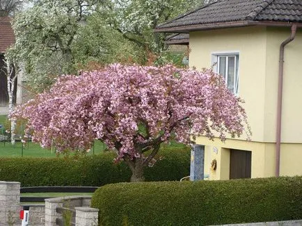 cireș japonez - cultivare, plantare și îngrijire