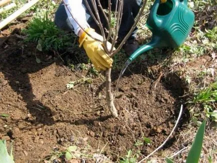 cireș japonez - cultivare, plantare și îngrijire